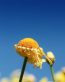 Flowers and Plants Vinyl Wall Art 028