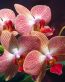 Flowers and Plants Vinyl Wall Art 220