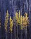 Forest and Trees Vinyl Wall Decals 014