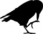 Raven Ravens Bird Birds Animal Animals Vinyl Decal Sticker 02