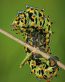 Bugs Up Close 57