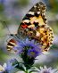 Butterflies and Bugs Wall Decals 33