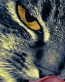 Cat wall and window decals 2