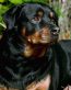 Dog Vinyl Wall Graphics 08