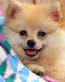 Dog Vinyl Wall Graphics 10