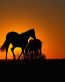 Horse Wall Art Decals 01
