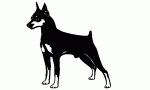 036 Doberman Pinscher Decal