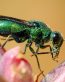 Bugs Up Close 18