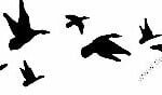 Duck Hunting Decal Sticker 12