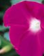 Flowers and Plants Vinyl Wall Art 085