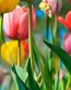 Flowers and Plants Vinyl Wall Art 188