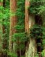 Forest and Trees Vinyl Wall Decals 003