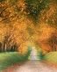 Forest and Trees Vinyl Wall Decals 112