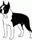 045 Boston Terrier Decal