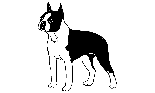 045 Boston Terrier Decal