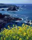 Beaches and Coastal Vinyl Wall Graphics 076