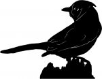 Blue Jay Birds Animal Animals Vinyl Decal Sticker