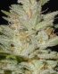Bud Pictures 04