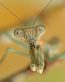 Bugs Up Close 92