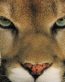Cougar Face Color Decal