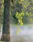 Forest and Trees Vinyl Wall Decals 065
