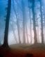 Forest and Trees Vinyl Wall Decals 066