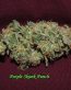 Purple Skunk Punch Bud Decal