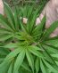 Rasta Reggae Sticker Weed 420 Decal 22