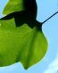 Spring TIme Vinyl Wall Decals 29