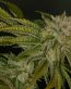 bud picture 12