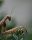 Bugs Up Close 11