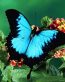 Butterflies and Bugs Wall Decals 22