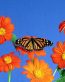 Butterflies and Bugs Wall Decals 47