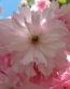 Flowers and Plants Vinyl Wall Art 044