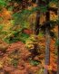 Forest and Trees Vinyl Wall Decals 087