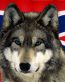 huskie rebel flag sticker