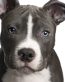 Pitbull Photo Stickers 07