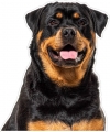 ROTTWEILER COLOR DOG STICKER ANIMAL DECAL
