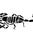 Scorpion decal 3