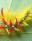 Butterflies and Bugs Wall Decals 03