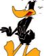 Daffy 02