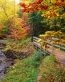 Fall Colors Adhesive Wall Graphics 48