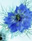 Flowers and Plants Vinyl Wall Art 143
