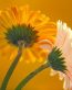Flowers and Plants Vinyl Wall Art 217