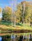 Forest and Trees Vinyl Wall Decals 018