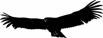 Hawk Bird Birds Animal Animals Vinyl Decal Sticker