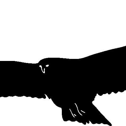 Hawk Bird Birds Animal Animals Vinyl Decal Sticker