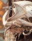 Dragons and Skulls Wall Decals 24