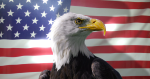 American-Flag-and-bald-eagle STICKER 5