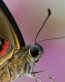 Bugs Up Close 29